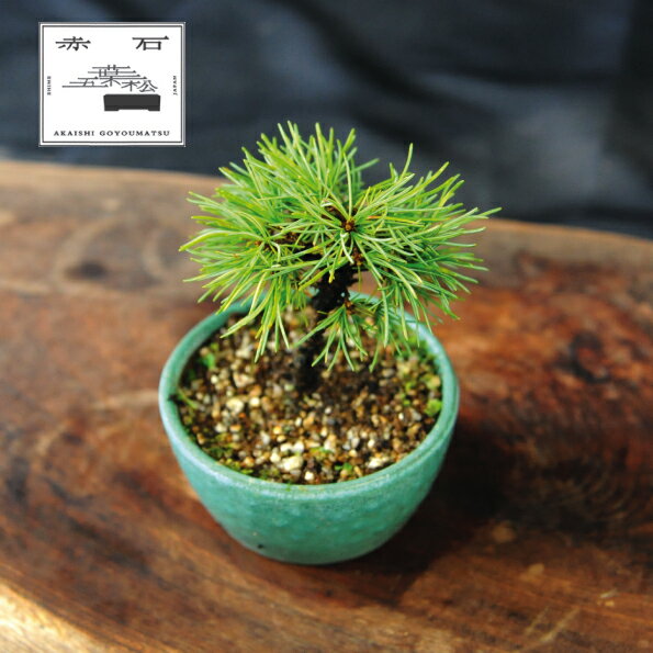 【ふるさと納税】 赤石の泉 赤石五葉松（鉢植え） F-147【現品限り】【配送地限定】