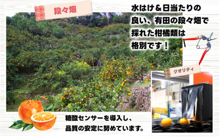 鹿蔵の 有田みかん 家庭用 わけあり 5kg+250g( 痛み補償 ) サイズ混合 (2S〜2L) 先行予約 光センサー選果　※北海道・沖縄・離島への配送不可 / 温州みかん 痛み補償 果物 フルーツ