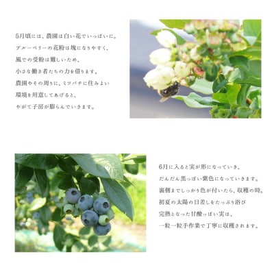 訳あり 無選別 冷凍ブルーベリー 4kg【配送不可地域：離島】【1646071】