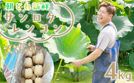 レンコン 新鮮な朝採れレンコン 4kg 蓮根