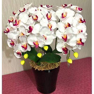 ふるさと納税 大垣市 光触媒造花胡蝶蘭　3本立(ホワイトピンク)