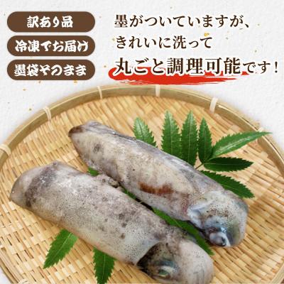 ふるさと納税 京都府 訳あり 【京都府産 アオリイカ】約1kg(2杯) |  | 01