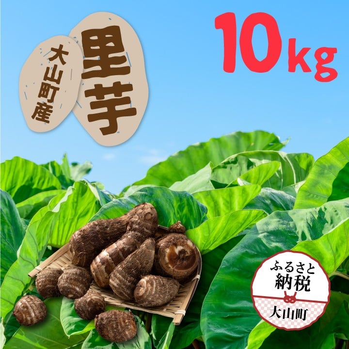 
                  TY-03　 大山町産里芋
                