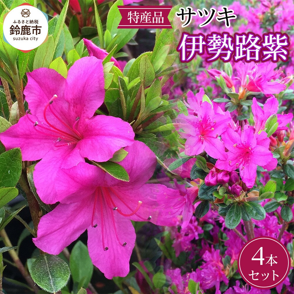 【ふるさと納税】特産品 サツキ伊勢路紫 4本セット