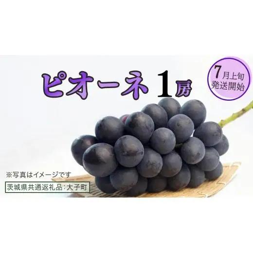 ピオーネ １房【2026年7月上旬発送開始】(茨城県共通返礼品：大子町)