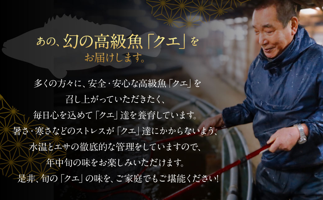 長崎の森で育てた『幻のクエ』 刺身用 5～6人前（1kg～2kg前後）／ 海鮮 魚介 刺身 クエ 鍋 高級魚 長崎県 長崎市