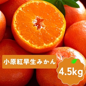 【全2回フルーツ定期便】さぬき讃フルーツ　不知火(デコポン)と小原紅早生みかん【C-28】