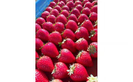 【3ヶ月定期便】栃木県芳賀町産いちご とちあいか290g(7～12粒)×2トレイ | 果物 フルーツ いちご 苺 イチゴ とちあいか ブランド 期間限定 季節限定 旬 国産 ※2026年1月上旬～4月