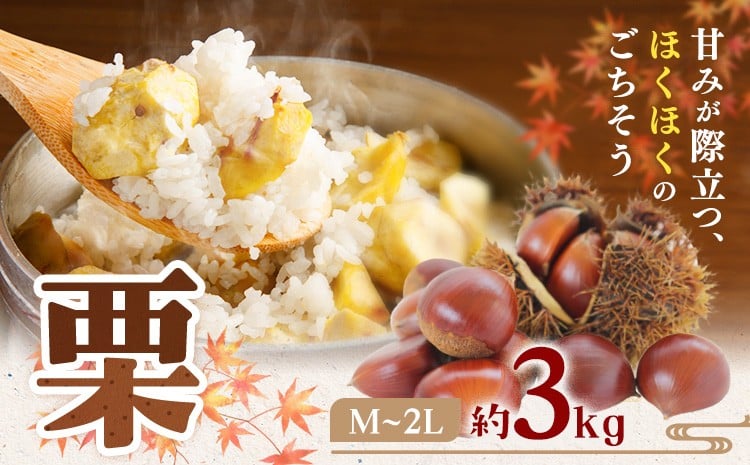 
            【先行予約】栗 M ～ 2L サイズ 約3kg 日本フルーツ株式会社《2026年9月上旬-10月上旬頃出荷》熊本県 菊池市 栗 くり 熊本県産 秋の味覚 果物 くだもの フルーツ デザート ご飯
          