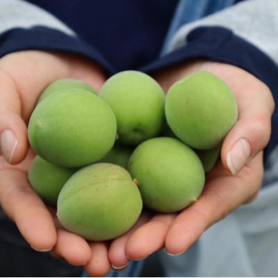 ふるさと納税 榛東村 梅シロップ 510ml×2本 |  | 02