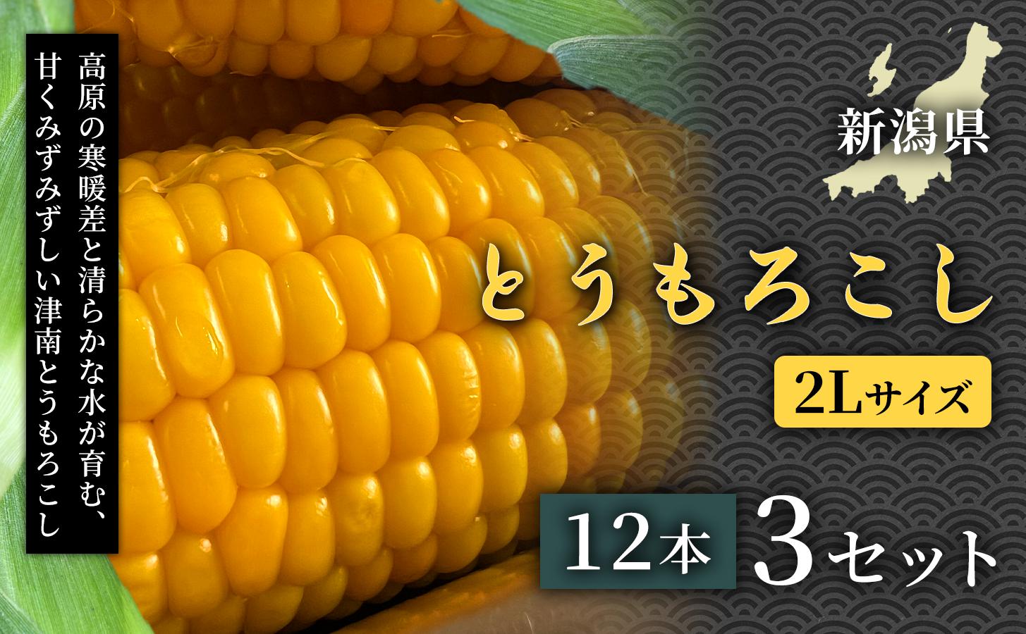 【令和8年産先行予約】朝採れ トウモロコシ（12本）2Lサイズ 3セット 新潟県 津南町 スイートコーン