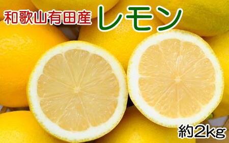 和歌山有田産 国産レモン 約2kg ★2026年2月中旬頃より順次発送［安心果実］