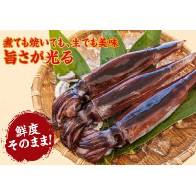 ふるさと納税 香美町 スルメイカ(冷凍)約1.5kgサイズ不揃い(冷凍) |  | 02