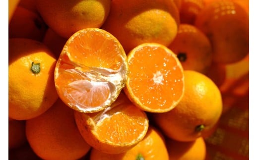 ［先行予約］［訳あり］蔵出しみかん（晩生みかん）2S〜3Sサイズ混合 10kg＋500g（傷み補償分）［2026年1月上旬より発送］