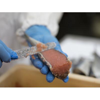 ふるさと納税 福岡市 那嘉島のいわし明太子　10本入り AK01 |  | 02