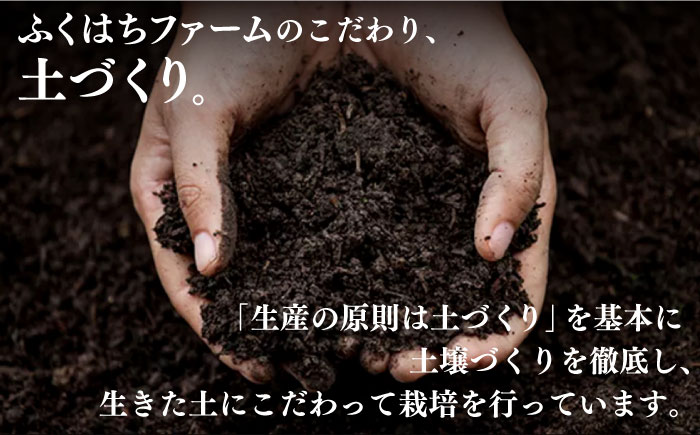 【2026年1月末〜順次発送】囲い生姜 約 2kg / ショウガ しょうが 生姜 / 南島原市 / ふくはちファーム [SBS010]