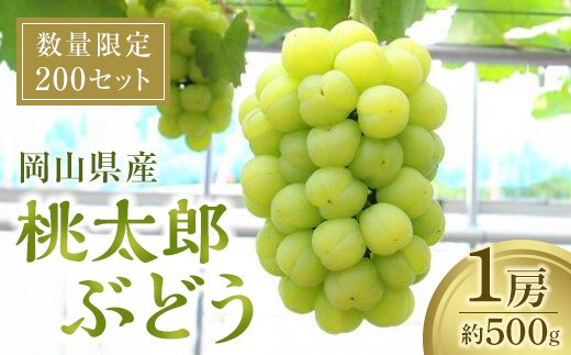 桃太郎ぶどう1房（約500ｇ）【数量限定200セット】【シャインマスカット シャイン マスカット 葡萄 ぶどう フルーツ 果物 数量限定 岡山県 おすすめ 人気 新鮮】