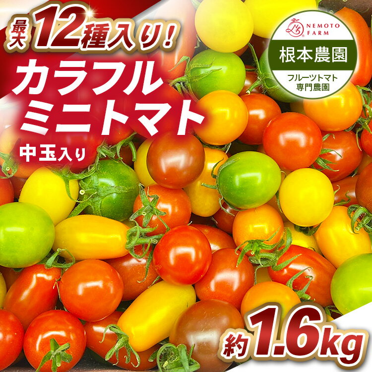 【ふるさと納税】根本農園のカラフルミニトマト 約1.6kg | 野菜 トマト ミニトマト 水切り 濃厚 贈り物 新鮮 ビタミン 美容 健康 ※2026年1月上旬～4月下旬頃に順次発送予定