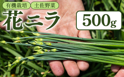 花ニラ 500g - 有機栽培 土佐野菜 にら 韮 生 やさい 葉物 新鮮 料理 アレンジ 炒めもの 炒め物 おひたし 味噌汁 煮物 鍋 なべ もつ鍋 産地直送 国産 高知県 香南市 bf-0001