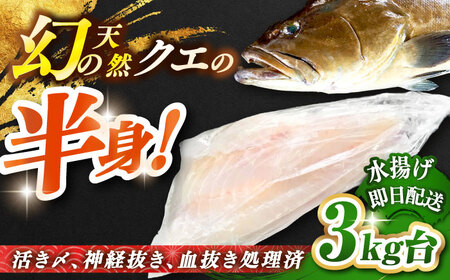 天然クエ（一本丸ものサイズ 3キロ台・半身） [JBS095] 140000 140000円 14万円 冷蔵配送 九州