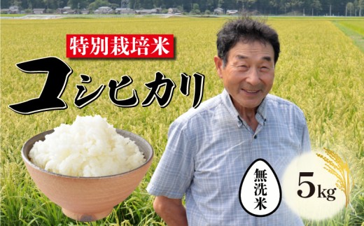 【無洗米】特別栽培米 コシヒカリ 無洗米 5kg 新潟 米 新潟県 こめ ご飯 ごはん おいしい こしひかり 新発田 新発田産 新潟産 朝食 昼食 夕飯 炊きたて 精米 success003_2025