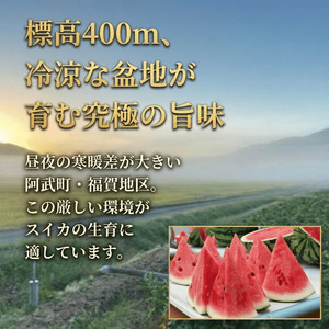 【先行予約】福賀すいか 特天 約11～12kg 山口県阿武町産 1株1玉栽培【2026年7月上旬～順次発送予定】