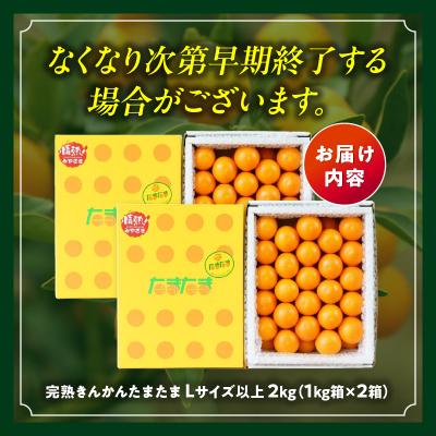 ふるさと納税 高千穂町 完熟きんかん たまたま 2kg |  | 03