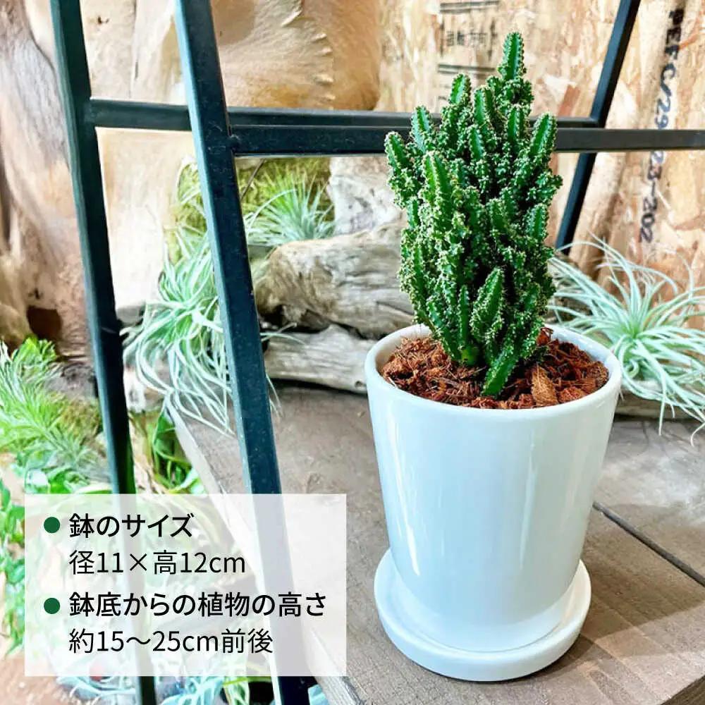 電磁波吸収サボテン 『セレウス・ペルヴィアナス(セレウスサボテン) 』 糸島市 / cocoha 観葉植物 グリーン 緑 インテリア[AWB042]