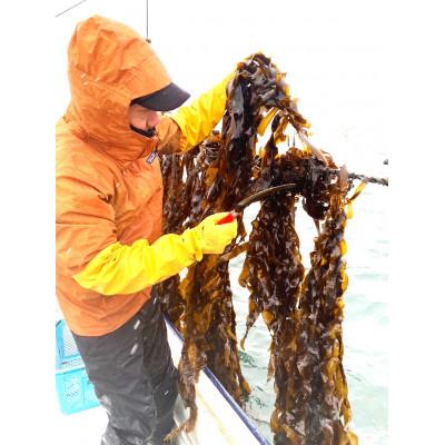 ふるさと納税 塩竈市 おさしみぎばさ　(和名:アカモク)　宮城県三陸産　100g×4パック　4人前　漁師赤間 |  | 03