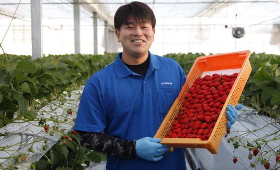 【あまりん＋1品種】食べ比べセット　550g ／ いちご 苺 食べ比べ 旬のいちご 国産いちご 甘い みずみずしい 香り 高設栽培 農園直送 フルーツギフト 家庭用 ご褒美 デザート 食感 埼玉県 N