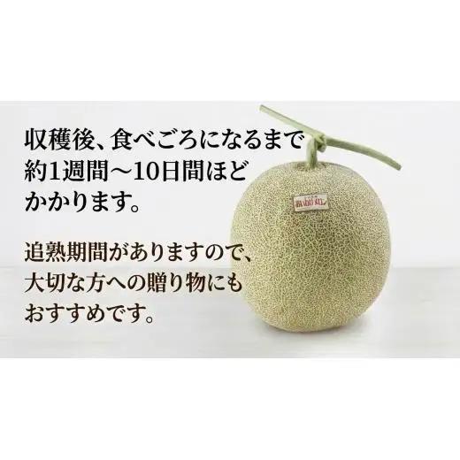 メロン ＜数量限定＞ おいわけメロン 糖度16度以上 2.0kg以上×1玉 赤肉 北海道 安平町産 【1102196】