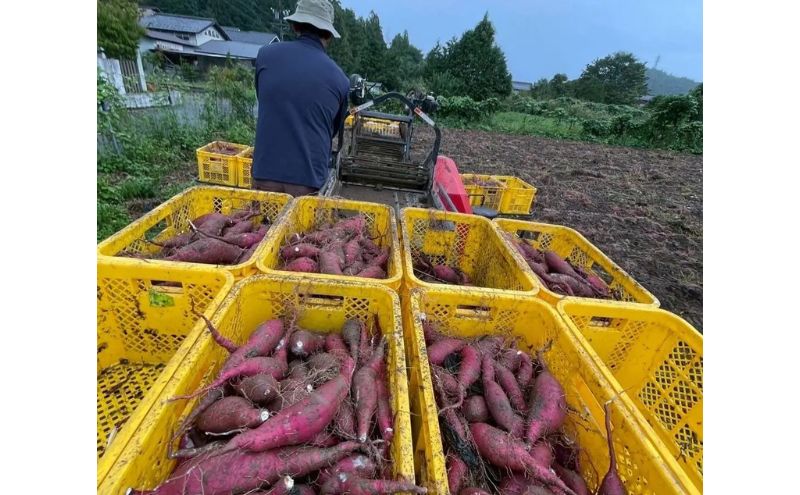 本格 芋焼酎 腰折れ 36度 700ml×2本 セット 瓶 山口智充 ぐっさん ラベル 直筆 化粧箱入り 焼酎 芋焼酎 芋 紅はるか お酒 酒 アルコール 黒麹 晩酌 糖質ゼロ プリン体ゼロ こしおれ