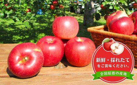 【2025年先行予約】訳あり りんごの王様 サンふじ 約5kg 9～20玉 千曲市産りんご 信州りんご 林檎 長野のりんご 訳アリリンゴ