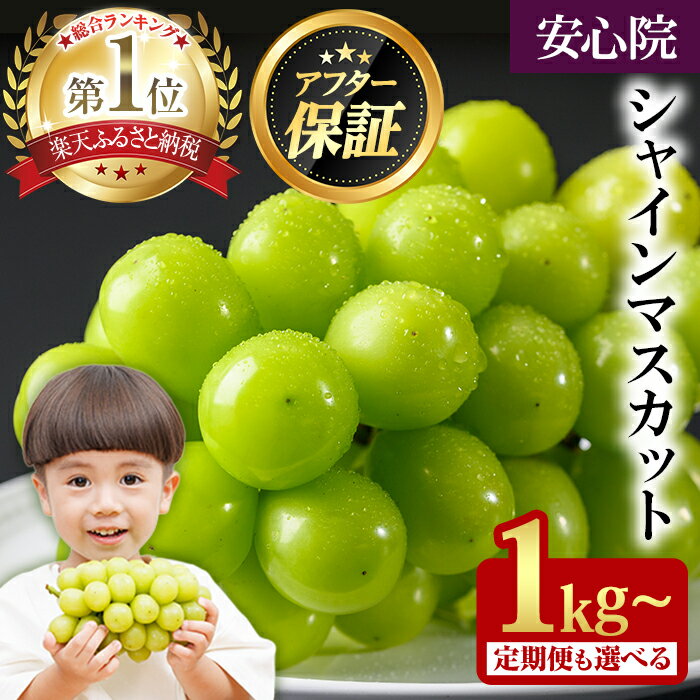 【ふるさと納税】自信ありのアフター保障付き！ 秀品 大粒 シャインマスカット 1kg以上(2房) / 2kg以上(3~5房) ＜2026年8月下旬から順次発送予定＞ フルーツ 果物 くだもの マスカット ぶどう 赤秀 【106300101・106300153・106300501】【大分県農業協同組合 北部エリア】