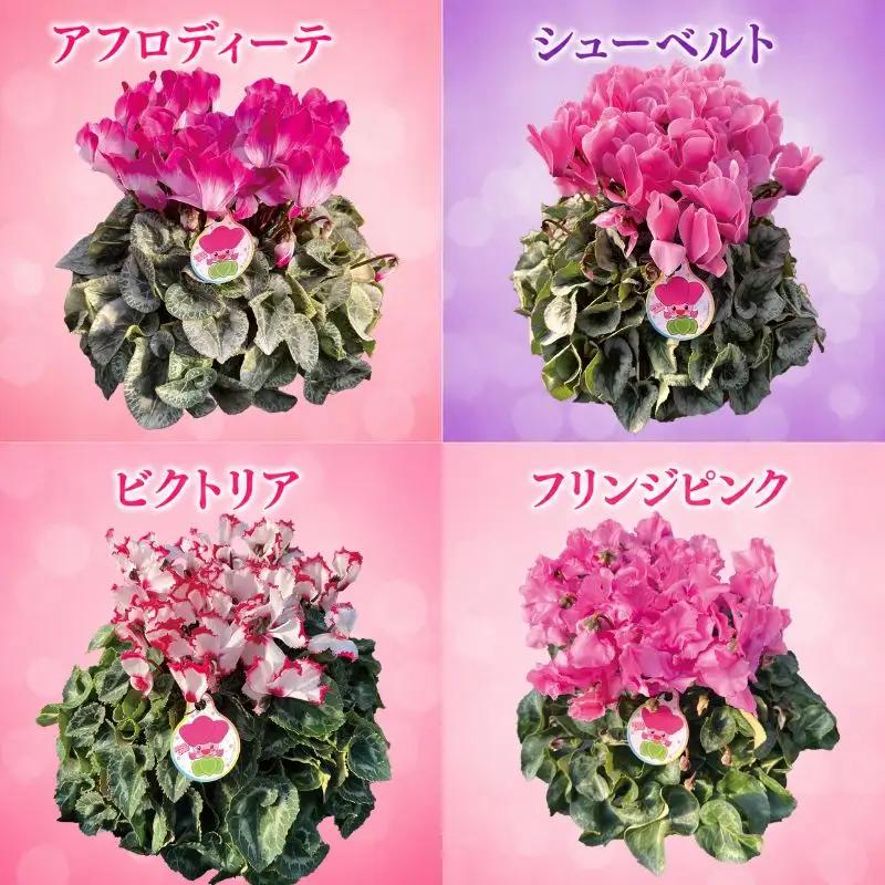 【期間限定】シクラメン 色 おまかせセット 6号×1鉢 | シクラメン