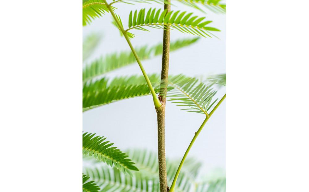 【鉢付き】エバーフレッシュ Sサイズ【鉢：トープ】