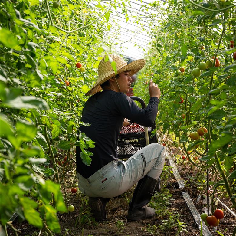 北海道壮瞥町産 ラビットゴッホ2kg 中玉トマト SBTAJ003