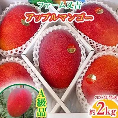 マンゴー 2026年発送【ファーム又吉】A級品アップルマンゴー 約2kg