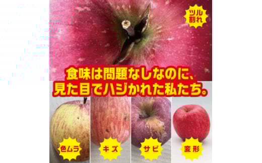 ＜R7年12月中旬～発送予定＞訳あり 青森県産りんご「サンふじ」 約5kg(12～25個)【1467242】