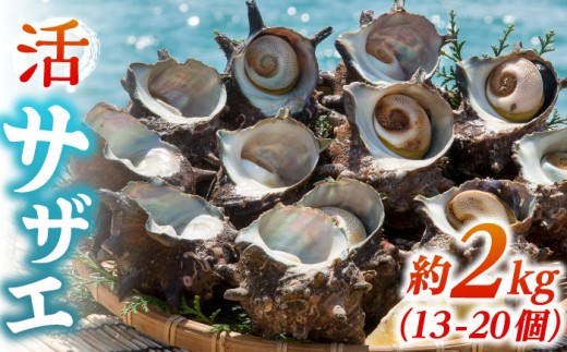 活サザエ 約2kg（13-20個）《壱岐市》【丸和水産】[JCJ005] さざえ サザエ 栄螺 貝 海産物 魚貝 鮮魚 海鮮 刺身 刺し身 お刺身 BBQ 17000 17000円