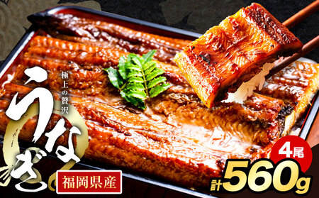 うなぎ 鰻 福岡県産 鰻の蒲焼き 数量限定 4尾 560g 以上 HOMIE うなぎ《45日以内に出荷予定(土日祝除く)》くらてうなぎ 鰻 蒲焼き 数量限定 国産うなぎ 蒲焼 うなぎ蒲焼 (1尾あたり140g-180g以上) うなぎ