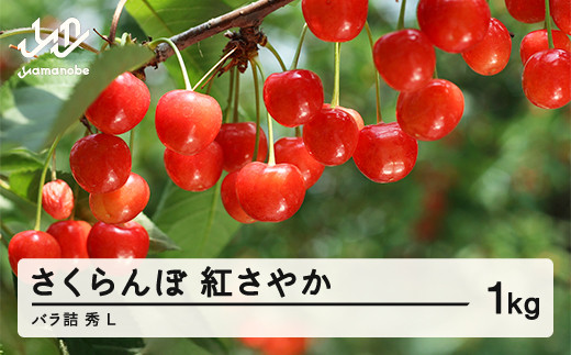 
            先行予約 さくらんぼ 紅さやか 秀 L 1kg バラ詰め 令和7年産 2025年産 山形県山辺町産 フルーツ 果物 sa-sybsl1000
          