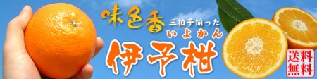 伊予柑(いよかん) 約8kg/サイズおまかせ　※2026年1月中旬～2月中旬頃に順次発送予定(お届け日指定不可)　紀伊国屋文左衛門本舗　【sutb440B】