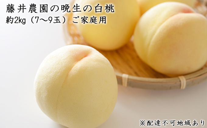 【2025年先行予約】 桃 岡山県産 ご家庭用 もも 晩生の白桃 約2kg（7～9玉）藤井農園 《2025年8月中旬～9月中旬頃出荷》  果物 岡山 里庄町 モモ