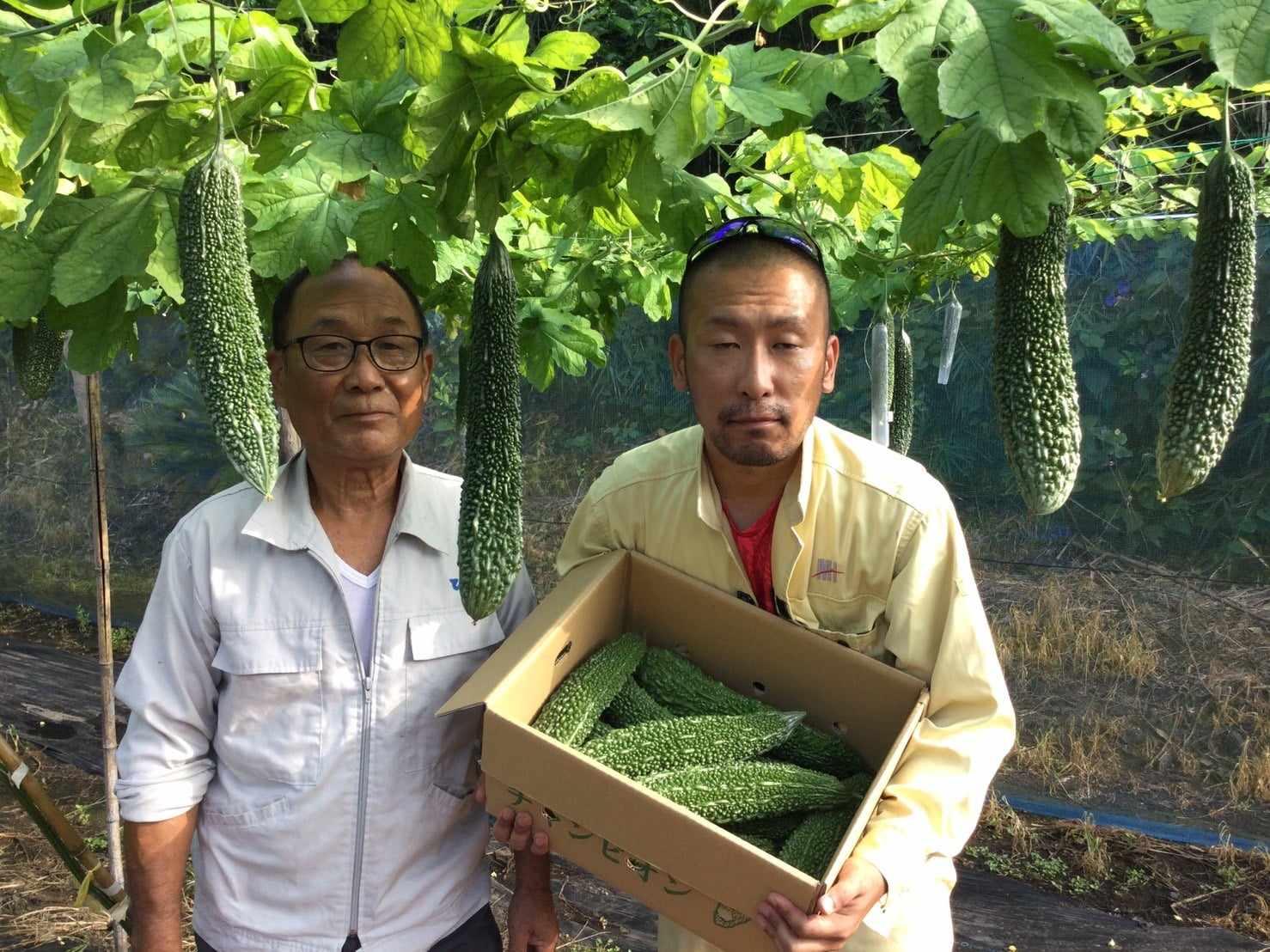【2026年産】結いの街　新鮮夏野菜野菜！ゴーヤ 2kg |  国産 ゴーヤ 野菜 青果 ごうや 苦瓜 天ぷら 炒め物 ゴーヤチャンプル ゴウヤ 旬 期間限定 夏野菜 鹿児島県 大崎町