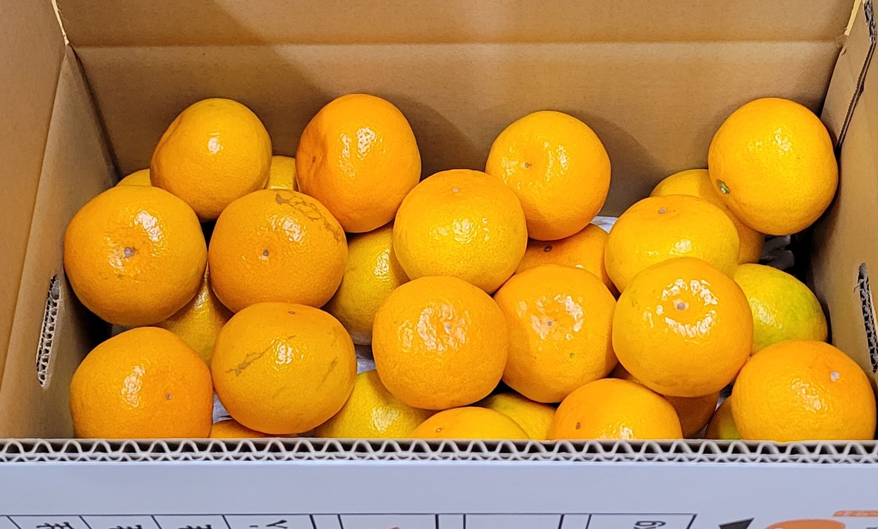 
                  石橋果樹園 五代目みかん 4.5kg(40~50個)
                