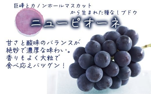 甘さと酸味のバランス◎！香りよく大粒！岡山県真庭市ニューピオーネ