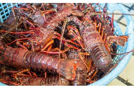 活伊勢エビ 約1kgセット （２〜４尾）《10月12日～4月期間限定出荷：先行予約も可（到着日時指定必須商品）》　HA-56