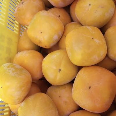 ふるさと納税 五條市 奈良県産　たねなし柿　約3.5kg(約12〜15個) |  | 01