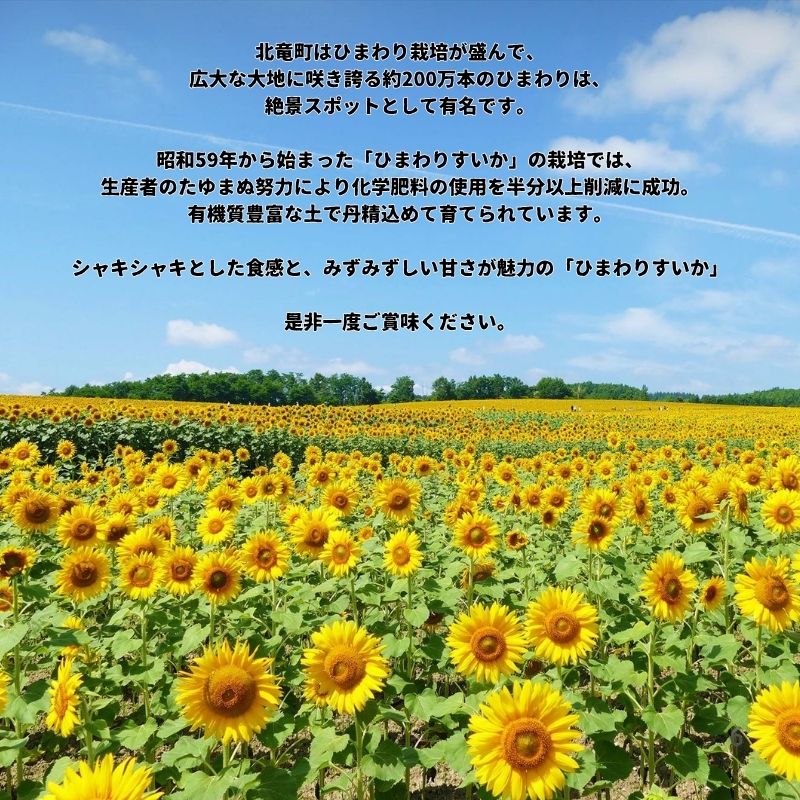 ひまわり すいか  2玉 / 高級 北海道 高糖度 西瓜 甘い ※8月中旬～8月下旬頃順次発送予定 【sun402-2-8】